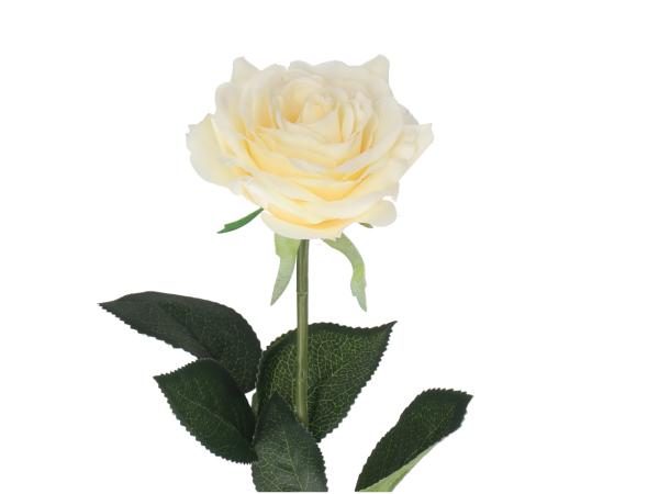 Rose x1   D6 L30cm