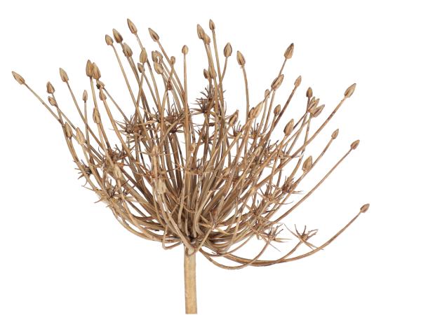 Allium Dolde natural dry look  L53cm