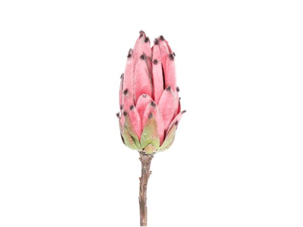 Protea Barbighera  D7 H13 L50cm