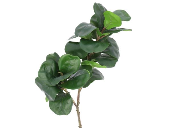 Zweig Geigenfeige Ficus lyrata 