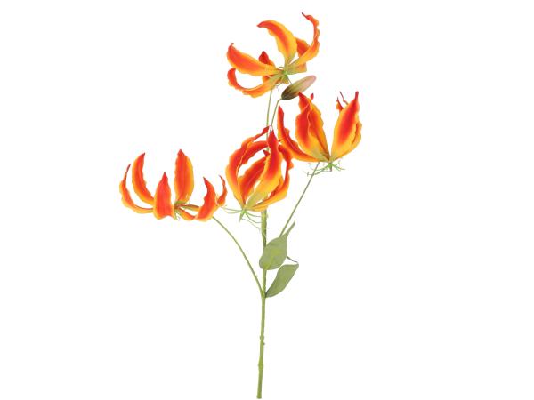 Gloriosa 4FL 1 BD L94cm