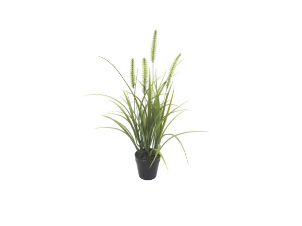 Graspflanze im Topf m Dolden B35 H50 Topf D9,5cm