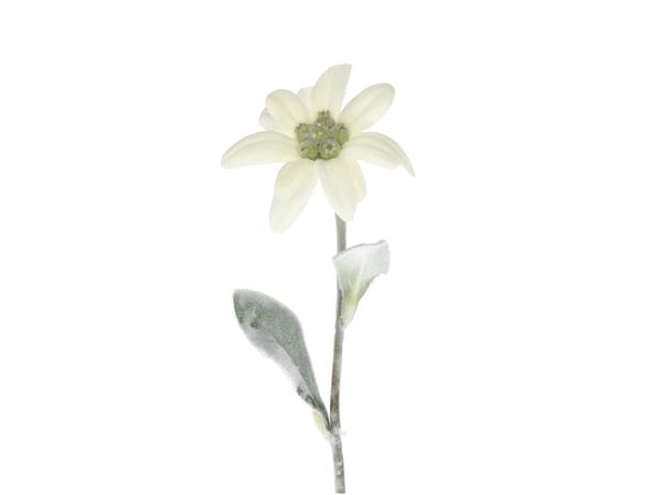 Edelweiss x1 L34cm