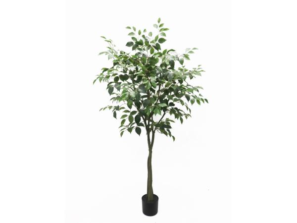 Baum Ficus 690 Blatt getopft H160cm