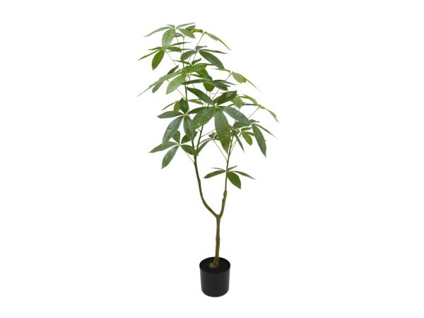 Pflanze BB-Tree getopft 