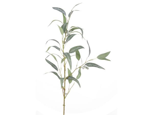 Zweig Eucalyptus m Fruchtstand L96cm