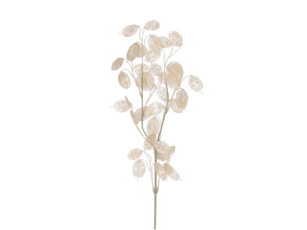 Zweig Lunaria L76cm