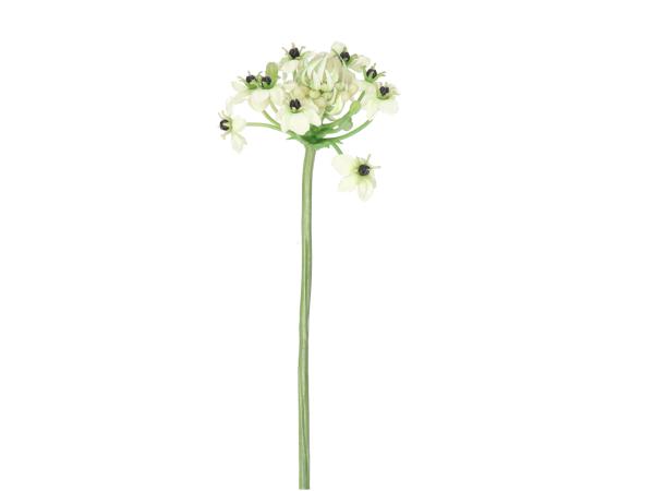 Ornithogalum L72cm