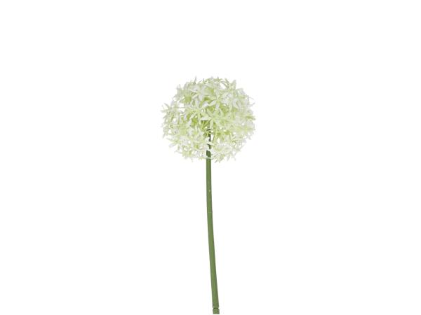 Allium KST 