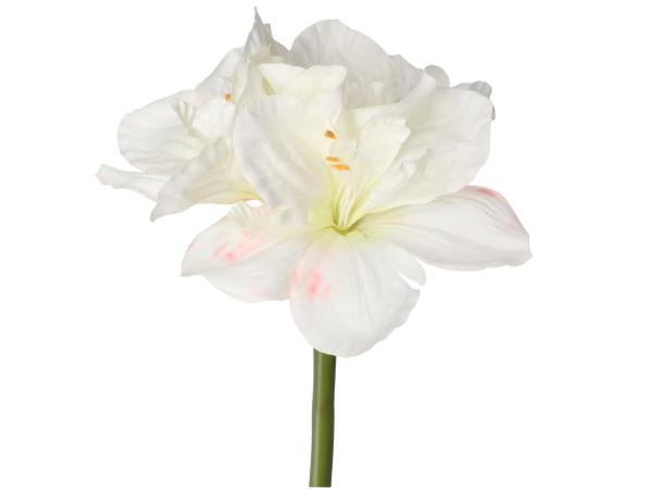 Amaryllis D15-16 L64cm