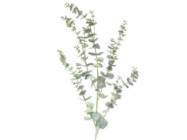 Eucalyptus extra x5 coated natural touch L145cm