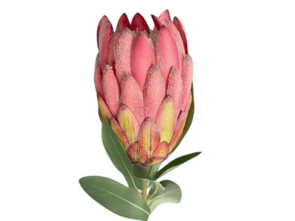 Protea Cynaroides D9 L66cm