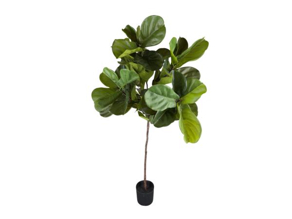 Pflanze Ficus Lyrata H170cm