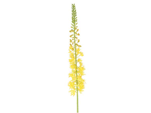 Eremurus L104cm