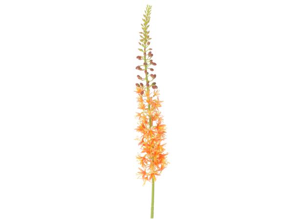 Eremurus L104cm