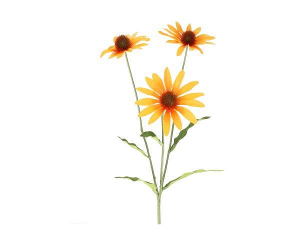 Echinacea x3 L70cm