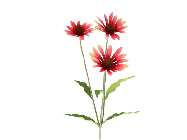 Echinacea x3 L70cm