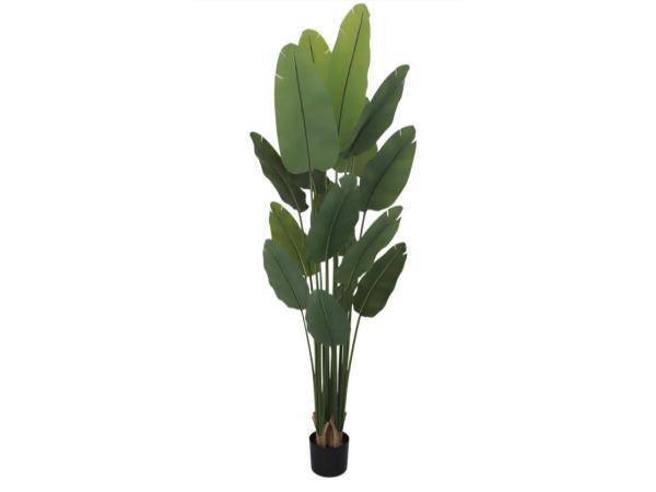Pflanze Strelizie real touch i Topf H240cm