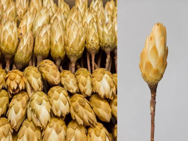 Protea Repens extra natur-creme
  D5/H10-12/L25-30cm