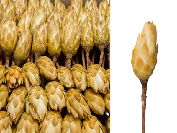 Protea Repens extra natur-creme
  D5/H10-12/L25-30cm