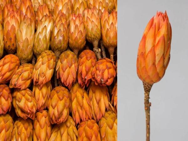 Protea Repens extra orange  D5/H10-12/L25-30cm