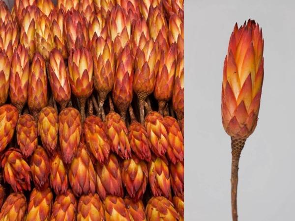 Protea Repens extra natur-rot
  D5/H10-12/L25-30cm