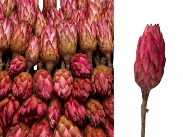 Protea Repens extra brombeer  D5/H10-12/L25-30cm