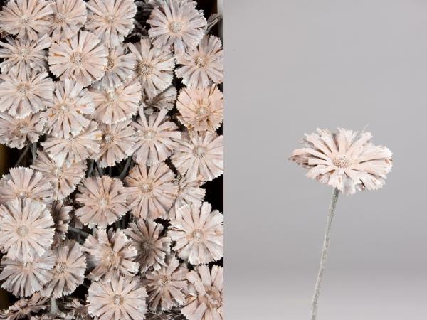Protea geschnitten medi white washed  D8 L20-25cm