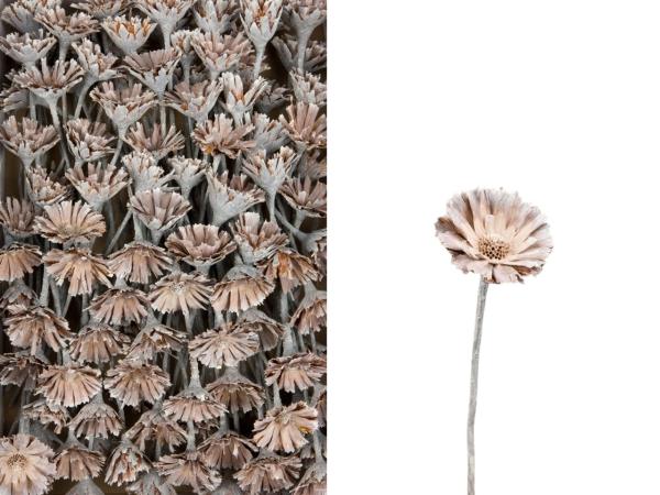 Protea geschnitten klein white washed D6 L20-25cm