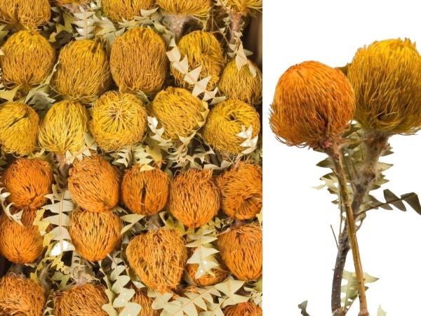 Banksia Baxteri 2fb gelb-goldgelb sort.  D8-9 L40cm