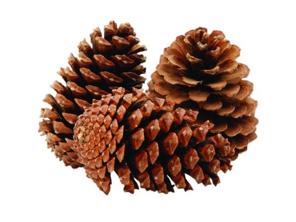 Zapfen Maritima mittel natur H10-14cm