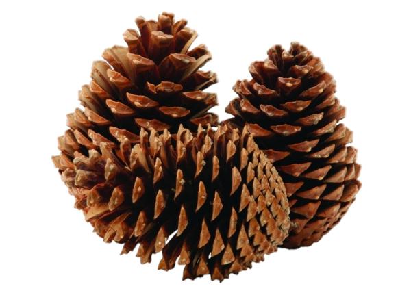 Zapfen Maritima groß natur H14-18cm