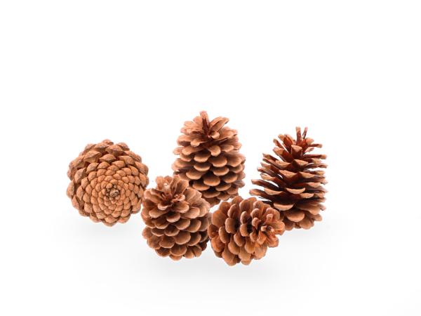 Zapfen Pinus Nigra (Schwarzkiefer) 10kg gebleicht D6-7 H7-8cm