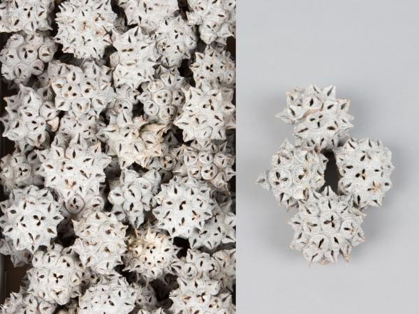 Spidergum Knobs white washed   D6-8cm