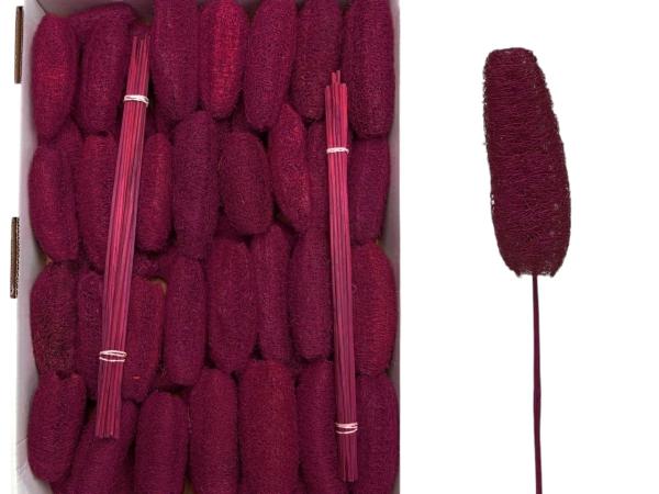 Luffa ungestielt brombeer (Stiele beiliegend) D4-6 H10-15cm