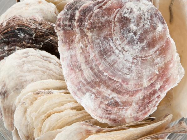 Muschel Placuna Ephium 1kg D9-12cm