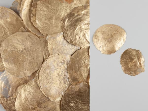 Muschel Capis gold 500gr/Btl   D15-20cm