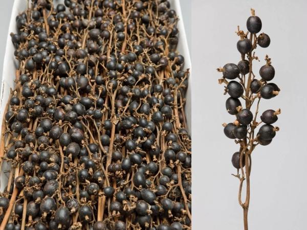 Black Berry Branch lackiert (Schwarzbeeren-Zweig) Großkarton L60-70cm
