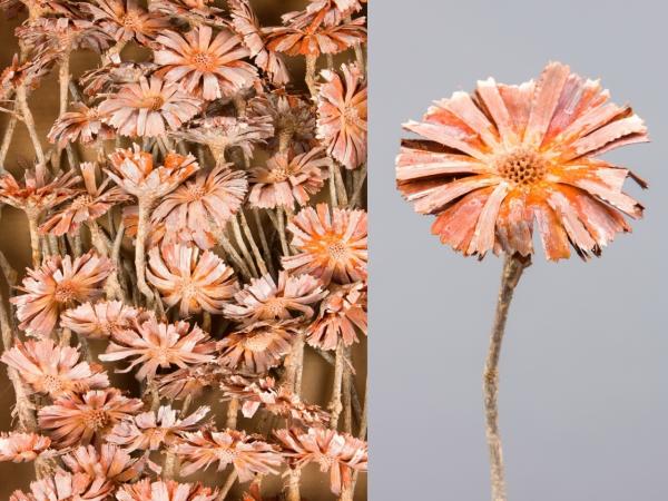 Protea geschnitten medi orange washed  D8 L20-25cm