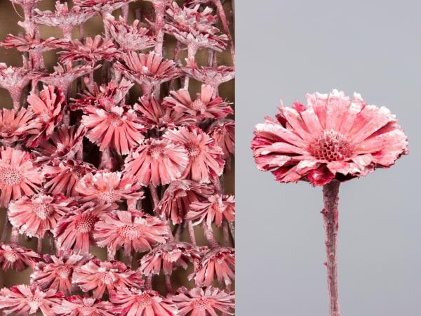 Protea geschnitten medi rot washed D8 L20-25cm