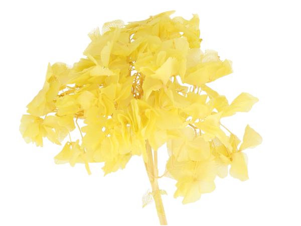 Hortensien präpariert gelb limette 10-15St/Karton D10-20cm