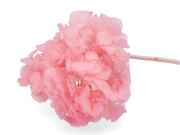 Hortensien präpariert rosa hell 10-15St/Karton   D10-20cm