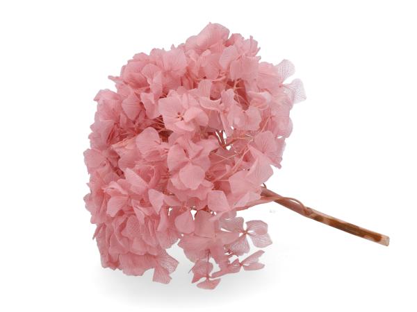 Hortensien präpariert rosa 10-15St/Karton D10-20cm