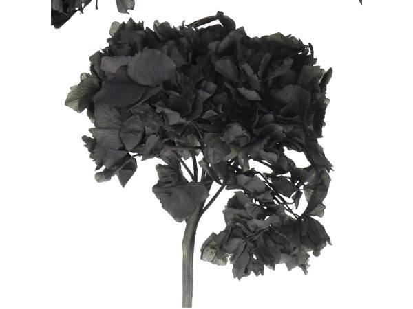 Hortensien präpariert schwarz 10-15St/Karton D10-20cm