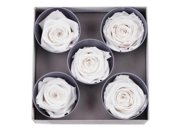 Rosenkopf stabilisiert Queen weiss D6,3-7,3cm