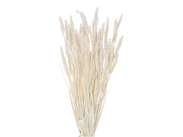 Weizen (Tarwe) getrocknet gebleicht ca. 160gr/Bund   L70-75cm