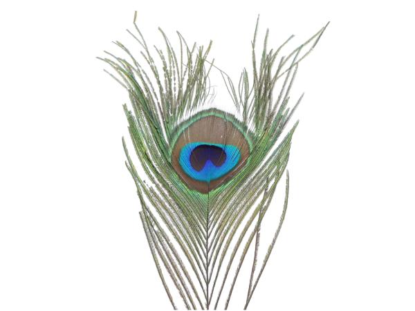 Pfauenfeder L90-100cm L90-100cm