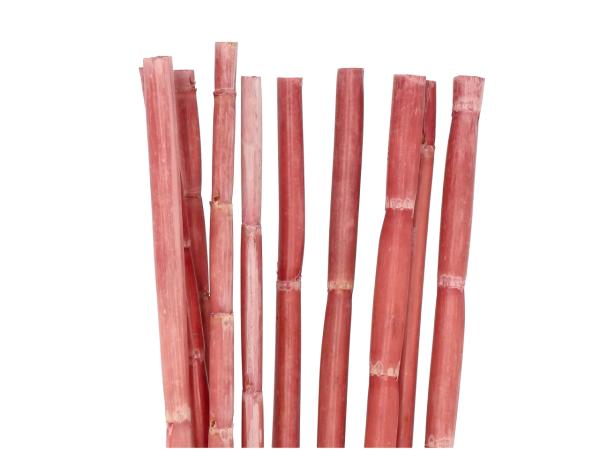 Canna Stiele 1mtr 10St/Bd rosa hell L100cm