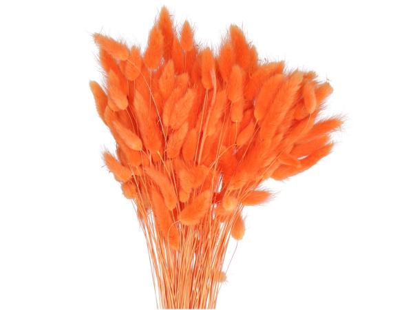 Lagurus ca. 100gr/Bd orange L50cm