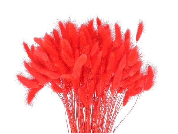 Lagurus ca. 100gr/Bd rot L50cm